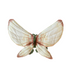 Fairy Wings - Cream