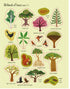 Illustrations of various trees with labels on a beige background