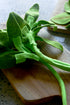 Playfood Felt water Spinach (small)